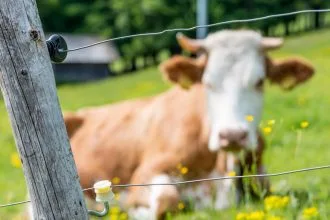 Isolateurs en plastique et céramique pour clôture électrique sécurisée