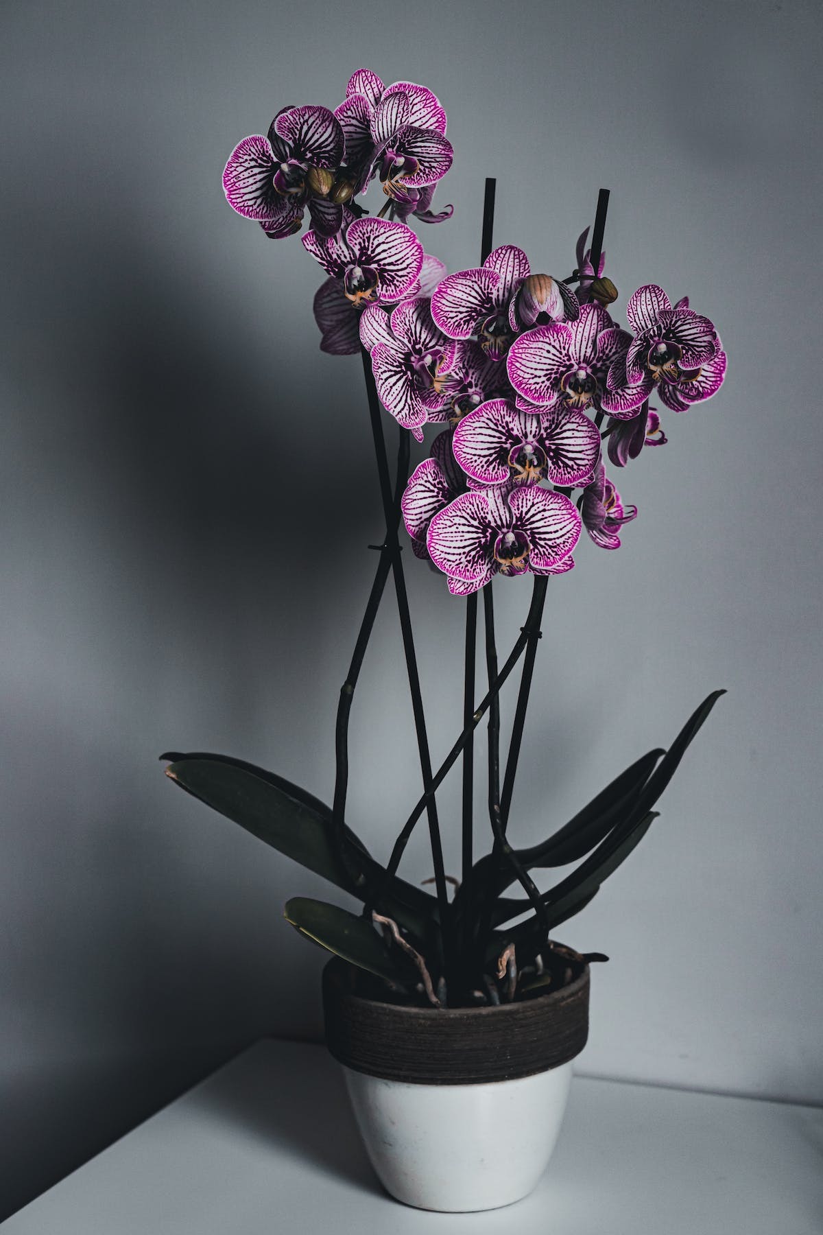 orchidée  entretien