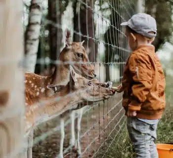 boy feeding a animal during daytime