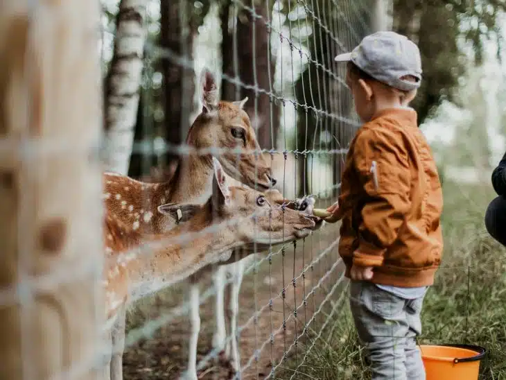 boy feeding a animal during daytime